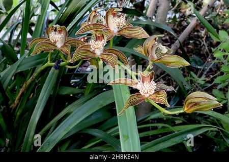 Cymbidium tracyanum Tracy’s Cymbidium – orchidea con setti verdi d’oliva con strisce di maroon, labbro crema ondulato con macchie rosse, novembre, Inghilterra, Regno Unito Foto Stock