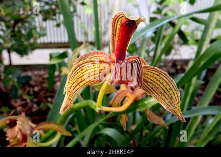 Cymbidium tracyanum Tracy’s Cymbidium – orchidea con setti verdi d’oliva con strisce di maroon, labbro crema ondulato con macchie rosse, novembre, Inghilterra, Regno Unito Foto Stock