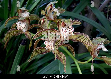 Cymbidium tracyanum Tracy’s Cymbidium – orchidea con setti verdi d’oliva con strisce di maroon, labbro crema ondulato con macchie rosse, novembre, Inghilterra, Regno Unito Foto Stock