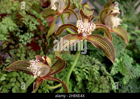 Cymbidium tracyanum Tracy’s Cymbidium – orchidea con setti verdi d’oliva con strisce di maroon, labbro crema ondulato con macchie rosse, novembre, Inghilterra, Regno Unito Foto Stock