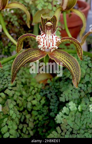 Cymbidium tracyanum Tracy’s Cymbidium – orchidea con setti verdi d’oliva con strisce di maroon, labbro crema ondulato con macchie rosse, novembre, Inghilterra, Regno Unito Foto Stock