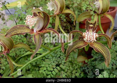 Cymbidium tracyanum Tracy’s Cymbidium – orchidea con setti verdi d’oliva con strisce di maroon, labbro crema ondulato con macchie rosse, novembre, Inghilterra, Regno Unito Foto Stock