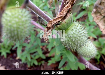 Datura innoxia / inoxia downy thorn mela – verde chiaro spiny capsula di frutta spiny, novembre, Inghilterra, Regno Unito Foto Stock