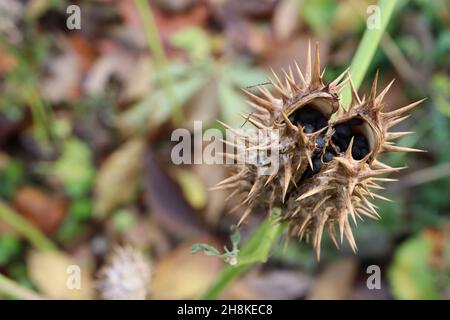 Datura stramonium sphorn Apple – capsula di frutta spinosa ovoide con semi rugosi neri rotondi, novembre, Inghilterra, Regno Unito Foto Stock