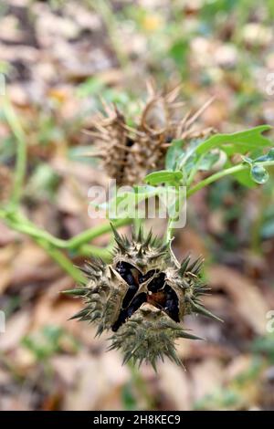 Datura stramonium sphorn Apple – capsula di frutta spinosa ovoide con semi rugosi neri rotondi, novembre, Inghilterra, Regno Unito Foto Stock