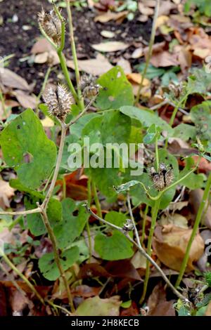 Datura stramonium sphorn Apple – capsula di frutta spinosa ovoide con semi rugosi neri rotondi, novembre, Inghilterra, Regno Unito Foto Stock