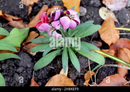 Erysimum cheiri «miscela di rugar Rush» Wallflower nano Sugar Rush Mix – fiori bianchi con buccia rosa profonda e vene, foglie verdi scure disposte a spirale, Foto Stock