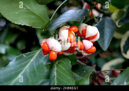 Euonymus hamiltonianus subsp sieboldianus l’albero del fusello di Hamilton – capsule di frutta rosa chiaro scanalate e foglie verde medio, novembre, Inghilterra, Regno Unito Foto Stock