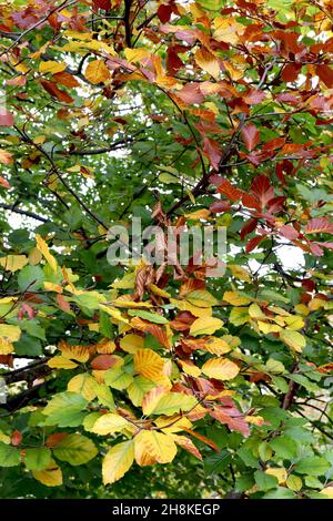 Fagus sylvatica f purpurea rame faggio – marrone russet, verde medio e giallo ovato foglie lucide, novembre, Inghilterra, Regno Unito Foto Stock