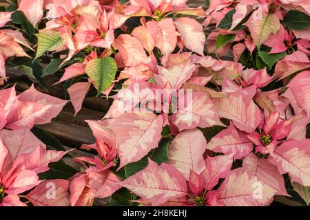 Bella rossa varigata poinsettia fresco e pronto per la stagione delle vacanze. Poinsettia fresco e pronto per la stagione delle vacanze. Foto Stock