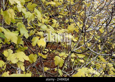 Ficus carica fico albero – grande giallo chiaro verde profondamente lobato foglie, novembre, Inghilterra, Regno Unito Foto Stock