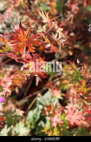 Geranio sanguinario sanguineum ‘Max Frei’ cranesbill sanguinario Max Frei – foglie palmate di colore rosso, maroon e verde medio, novembre, Inghilterra, Regno Unito Foto Stock