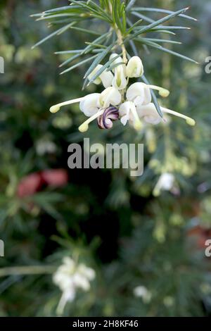 Grevillea ‘Cavaliere Bianco’ Spider flower Cavaliere Bianco – spiralato fiori bianchi e verdi pallidi, novembre, Inghilterra, Regno Unito Foto Stock