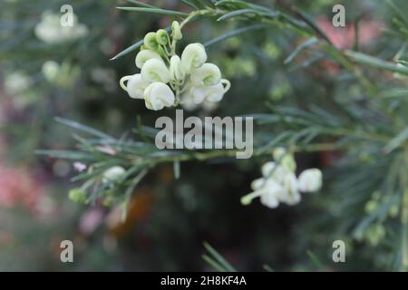 Grevillea ‘Cavaliere Bianco’ Spider flower Cavaliere Bianco – spiralato fiori bianchi e verdi pallidi, novembre, Inghilterra, Regno Unito Foto Stock