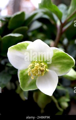 Helleborus niger ‘Christmas Carol’ hellebore Christmas Rose – fiori bianchi piatti a forma di ciotola con lavaggio verde medio, novembre, Inghilterra, Regno Unito Foto Stock