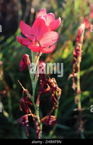 Hesperantha / Schizostylis coccinea ‘Major’ bandiera cremisi Giglio maggiore – fiori rossi cremisi e foglie strette a forma di spada, novembre, Inghilterra, Regno Unito Foto Stock