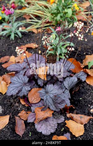 Heucherella ‘Plum Cascade’ campane schiumose Plum Cascade – piccoli fiori di crema su steli corti di colore rosso scuro e foglie e vene di prugna con glassa d’argento, Regno Unito Foto Stock