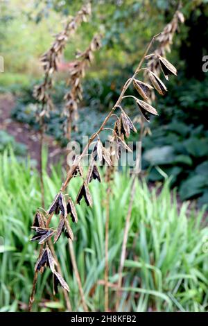 Hosta longipes SEEDHEADS SOLO rock hosta – verso il basso teste di seme marrone chiaro con semi neri, novembre, Inghilterra, Regno Unito Foto Stock