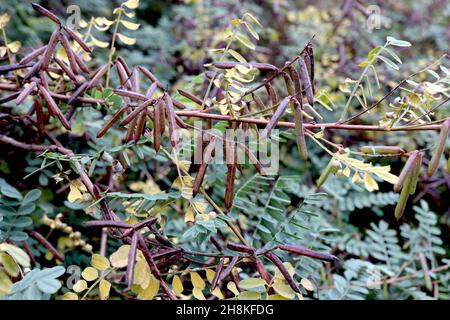 Indigofera tintoria vero indaco – gruppi di teste di semi di rame marrone, foglie di rosa verde grigio, novembre, Inghilterra, Regno Unito Foto Stock