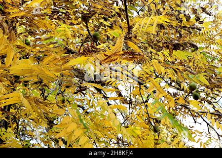 Juglans nigra noce nero – grande frutta verde rotonda e foglie di pinna gialla, novembre, Inghilterra, Regno Unito Foto Stock