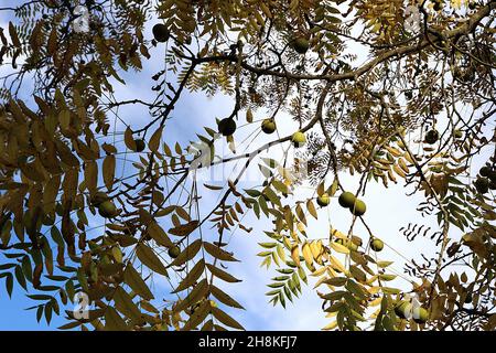 Juglans nigra noce nero – grande frutta verde rotonda e foglie di pinna gialla, novembre, Inghilterra, Regno Unito Foto Stock