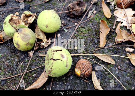 Juglans nigra noce nero – grande rotondo verde chiaro corpo di frutta e sferico corrugato marrone frutta, novembre, Inghilterra, Regno Unito Foto Stock