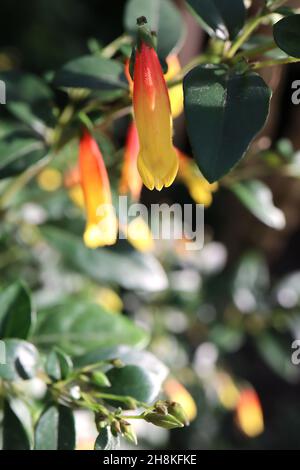 Justicia rizzinii fiore firecracker – tubolare giallo e fiori arancio, minuscoli foglie lucide verde scuro, novembre, Inghilterra, Regno Unito Foto Stock