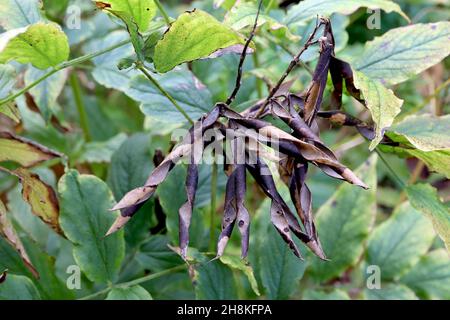 Lathyrus aureus pisello dorato perenne – cialde o legumi neri scottati e foglie verdi medie, novembre, Inghilterra, Regno Unito Foto Stock