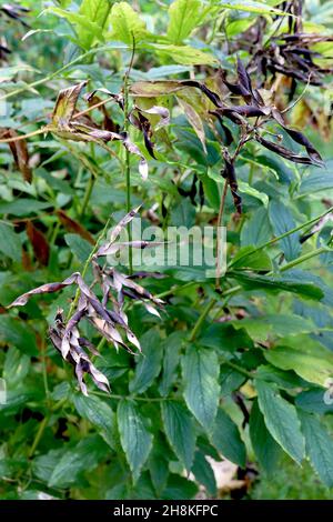 Lathyrus aureus pisello dorato perenne – cialde o legumi neri scottati e foglie verdi medie, novembre, Inghilterra, Regno Unito Foto Stock