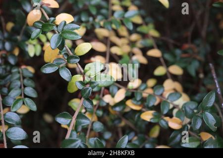 Lonicera nitida box honeysuckle – piccolo ovale giallo lucido e scuro e foglie di verde medio, novembre, Inghilterra, Regno Unito Foto Stock