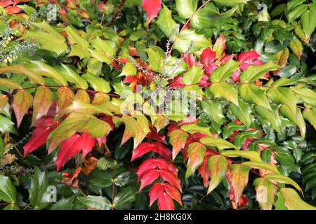 Mahonia japonica giapponese mahonia – lunghi racemi di fiori gialli a forma di campana, ovate medio verde e rosso foglie spinose, novembre, Inghilterra, Regno Unito Foto Stock