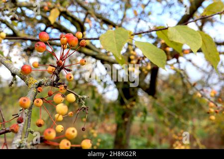 Malus ‘Ormiston Roy’ Ormiston Roy Crabapple – grappoli di frutti rossi gialli, novembre, Inghilterra, Regno Unito Foto Stock