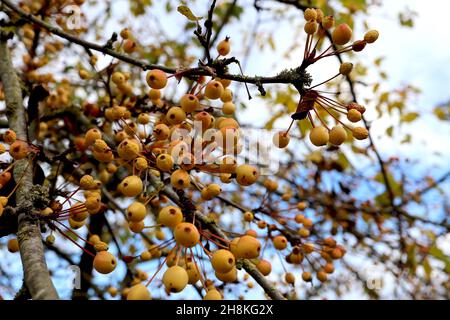 Malus ‘Ormiston Roy’ Ormiston Roy Crabapple – grappoli di frutti rossi gialli, novembre, Inghilterra, Regno Unito Foto Stock