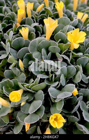 Oxalis melanostictus nero-spotted legno sorgo - giallo a forma di imbuto fiori e peloso grigio foglie verdi ovali, novembre, Inghilterra, Regno Unito Foto Stock