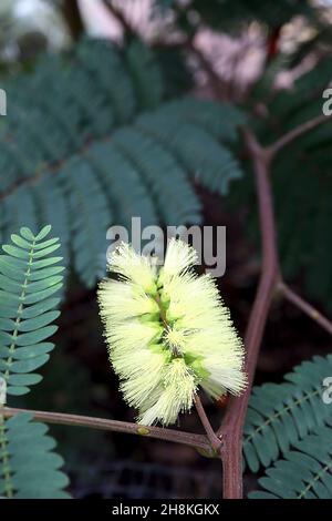 Paraserianthes lophantha mantello wantle – fiori giallo pallido simili a bottlebrush e grigio scuro verde pinnate foglie, novembre, Inghilterra, Regno Unito Foto Stock