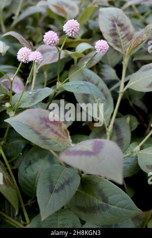 Persicaria capitata pericaria rosa – fiori sferici rosa e piccoli foglie di ovato verde medio con chevron rosso, novembre, Inghilterra, Foto Stock