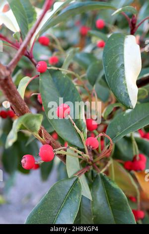 Photinia cassini «marmo rosa» Photinia variegata – bacche rosse opache e foglie verdi scure con spruzzi di crema irregolari, novembre, Inghilterra, Foto Stock