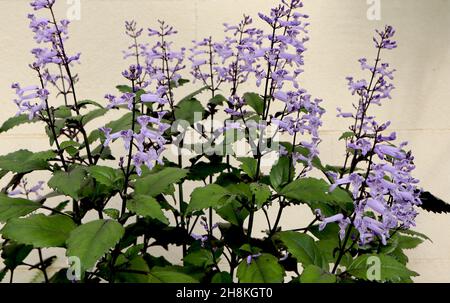 Plectranto ‘Mona Lavanda’ Spur flower Mona Lavanda – fiori di lavanda tubolare a due labbri con macchie violacee, foglie verdi medie con contorno nero Foto Stock