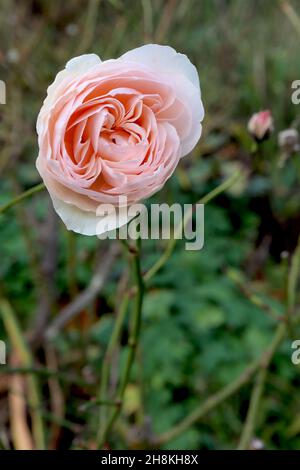 Rosa souvenir de la Malmaison, (Rosa di arrampicata) souvenir di rose de la Malmaison – fiori rosa pesca pallido, novembre, Inghilterra, Regno Unito Foto Stock