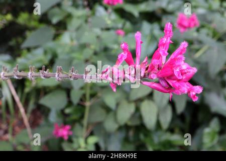 Salvia involucrata «Bethellii» salvia a foglia rosata Bethellii – fiori tubolari rosa profondi con punte morbide, novembre, Inghilterra, Regno Unito Foto Stock