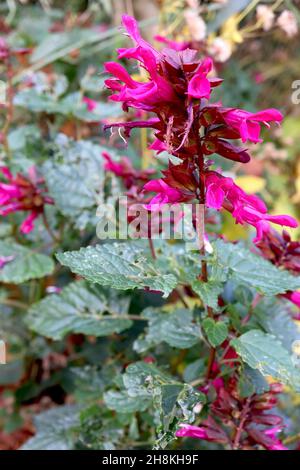 Salvia involucrata ‘Mullberry Jam’ salvia Rosy-Leaf Mulberry Jam - tubolare fiori rosa profondi e calice viola cremisi, novembre, Inghilterra, Regno Unito Foto Stock