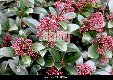 Skimmia japonica ‘Rubella’ Skimmia Rubella – piccoli germogli di fiori rossi scuri e grandi foglie di verde scuro lucido, novembre, Inghilterra, Regno Unito Foto Stock