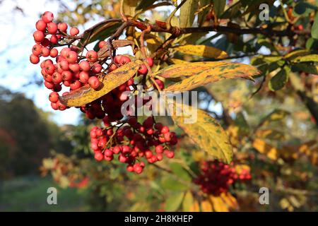 Sorbus harrowiana «Bellona» rowan Bellona - Paniclette di bacche rotonde di colore medio rosa su steli di colore marrone chiaro e foglie di rosa giallo crepuscolo, novembre; Foto Stock