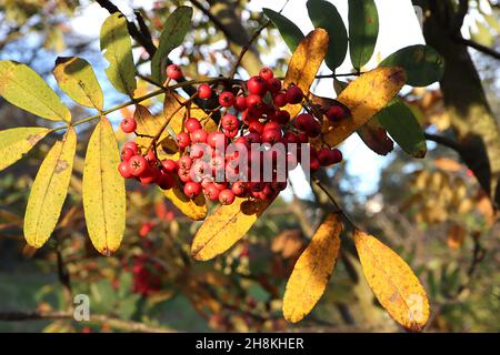 Sorbus harrowiana «Bellona» rowan Bellona - Paniclette di bacche rotonde di colore medio rosa su steli di colore marrone chiaro e foglie di rosa giallo crepuscolo, novembre; Foto Stock