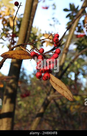 Sorbus harrowiana «Bellona» rowan Bellona - Paniclette di bacche rotonde di colore medio rosa su steli di colore marrone chiaro e foglie di rosa giallo crepuscolo, novembre; Foto Stock