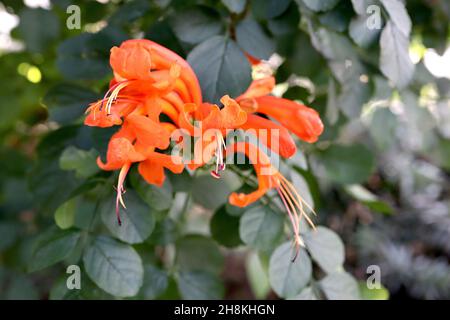 Tecomaria capensis cape honeysuckle – fiori tubolari rosso arancio e foglie ovali verde scuro, novembre, Inghilterra, Regno Unito Foto Stock