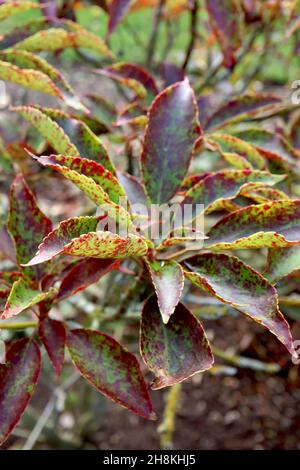 Albero ruota Trochodendron aralioides – ovato appuntito foglie verde oliva lucido maroon chiazzato con margini smerlati, novembre, Inghilterra, Regno Unito Foto Stock