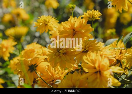 Giallo brillante foglie di taglio piante di coniflower che crescono in un giardino estivo Foto Stock