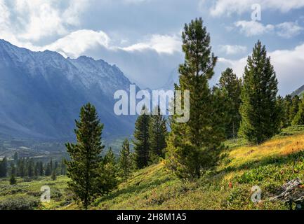 Cedri Siberiani giovani e snelli su una collina. Paesaggio di montagna. Sayan orientale. Russia Foto Stock