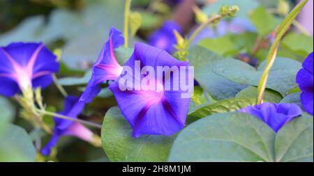 Ipomoea indica, viola ipomoea fiori sfondo. Un primo piano di ipomoea indica blu e rosa, un vitigno perenne conosciuto come un fiore di gloria del mattino blu. Foto Stock